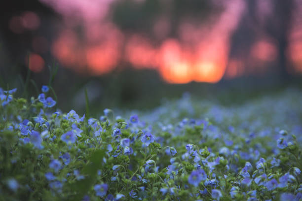 istock Flowers at dusk 1176182658