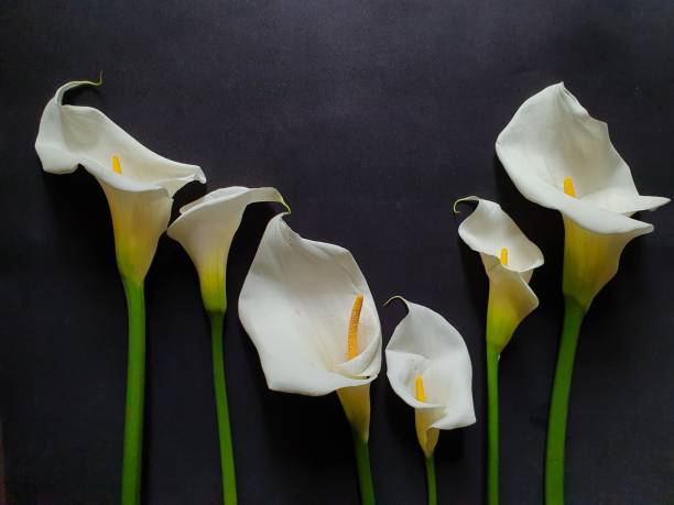 istock design with white calla flowers and black background 1176183267