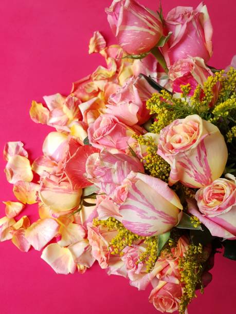 istock pink rose flower and petals on the red background 1176184091