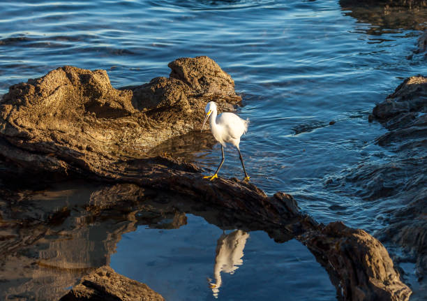 snowy egret reflection in tide pool on a sunny summer day