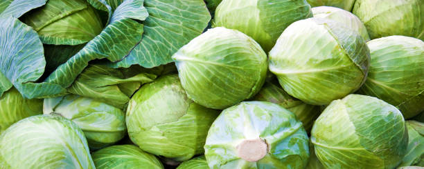 White cabbage banner as background stock photo