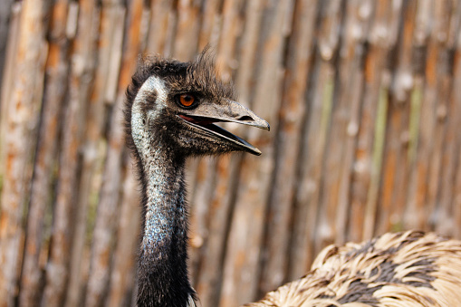 Emu head with open beak. Wooden fence in the blurred background