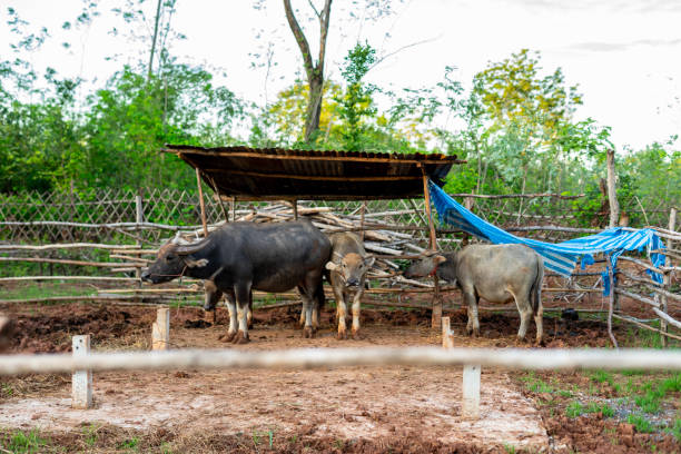 istock Image of raising a buffalo on a rural farm 1176186867