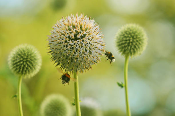 istock Bees bumblebees on globe thistle green flowers 1176187286