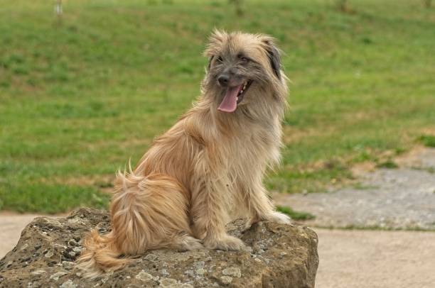 un cane da pastore pirenaico dai capelli lunghi - pyrenean foto e immagini stock