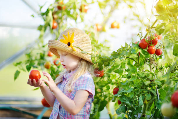 urocza dziewczynka w kapeluszu zbierająca świeże dojrzałe organiczne pomidory w szklarni w letni wieczór - bush child gardening sunlight zdjęcia i obrazy z banku zdjęć