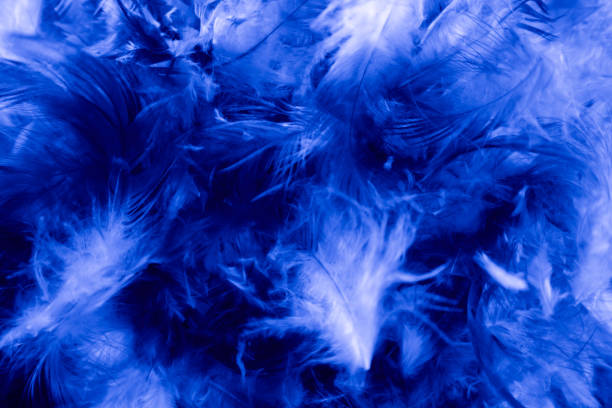 istock Beautiful closeup textures abstract colorful dark black white and blue feathers and darkness pattern feather wallpaper and background 1176197728