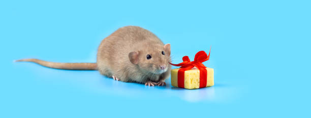istock cute decorative rat with cheese gift and red bow on a blue background 1176197732