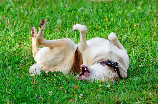 istock The energetic thirteen year old  half-breed dog is walking and playing. 1176197795