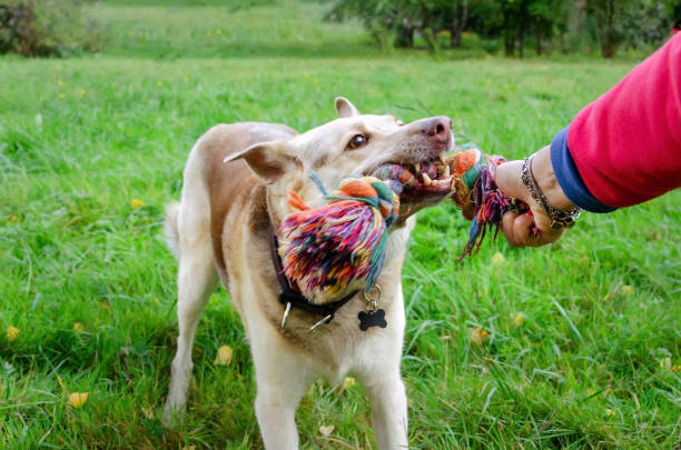istock The energetic thirteen year old  half-breed dog is walking and playing. 1176197807