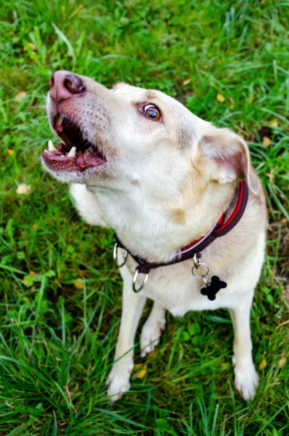 istock The energetic thirteen year old  half-breed dog is barking 1176197908