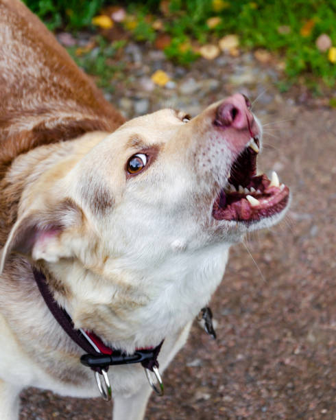 istock The energetic thirteen year old  half-breed dog is barking 1176197910
