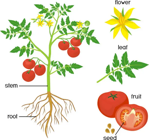 Vector illustration of Parts of plant. Morphology of tomato plant with green leaves, red fruits, yellow flowers and root system isolated on white background with titles