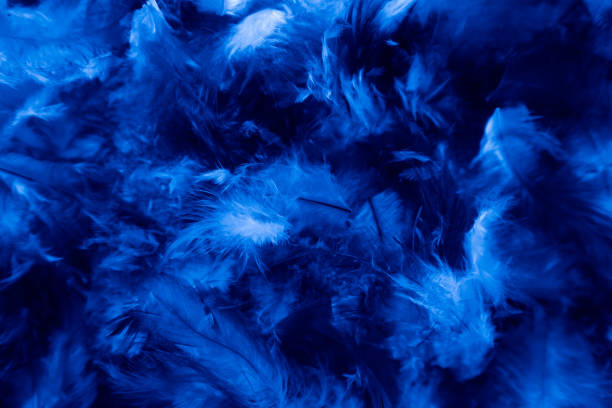 istock Beautiful closeup textures abstract colorful dark black white and blue feathers and darkness pattern feather wallpaper and background 1176199280