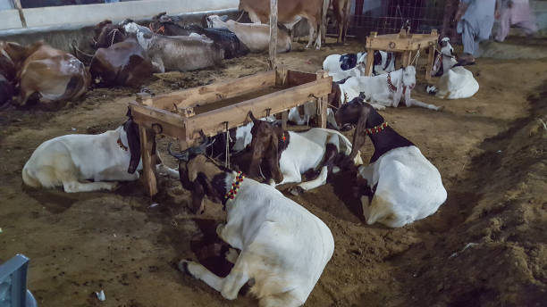 cabras en el mercado animal durante eid ul adha, - editorial sacrifice animal cow fotografías e imágenes de stock