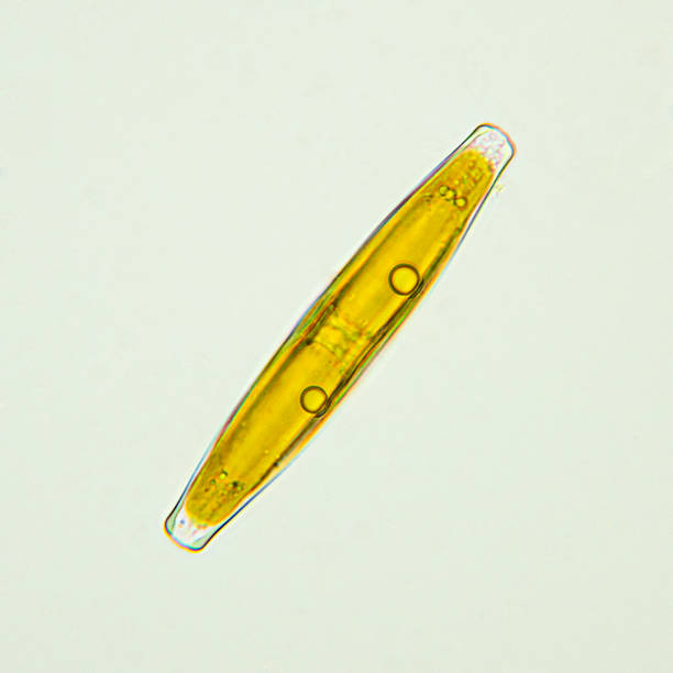 micrograph of pinnularia diatom - algae diatom high scale magnification micro organism imagens e fotografias de stock