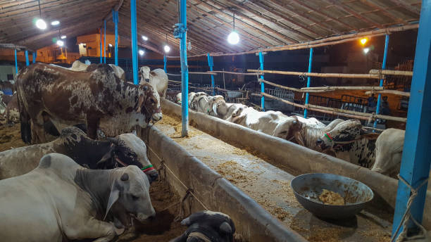 vacas en el mercado animal durante eid ul adha, - editorial sacrifice animal cow fotografías e imágenes de stock