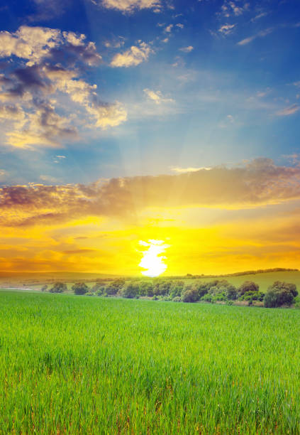 istock Green field and blue sky with light clouds. Above the horizon is a bright sunrise. 1176199921
