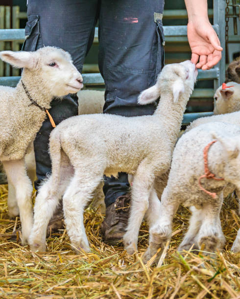 istock Baby Sheeps, Rural Exhibition, Montevideo, Uruguay 1176200224