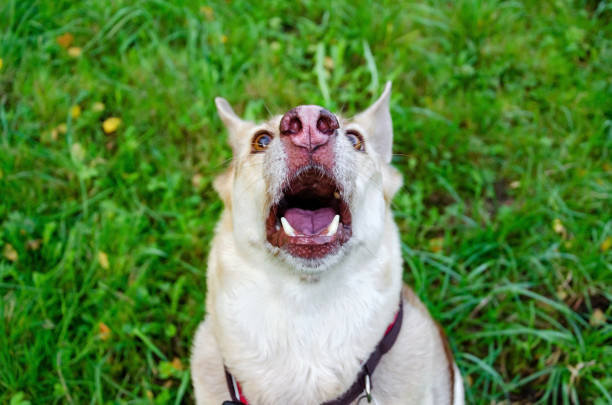 istock The energetic thirteen year old  half-breed dog is looking up. 1176200615