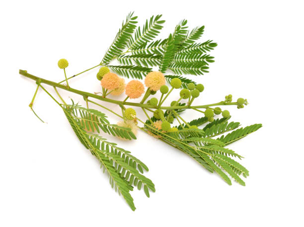 istock Leucaena leucocephala, Common names include white leadtree, jumbay, river tamarind, subabul, and white popinac. Isolated 1176201255