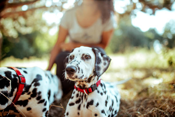 istock Young woman with dogs 1176201585