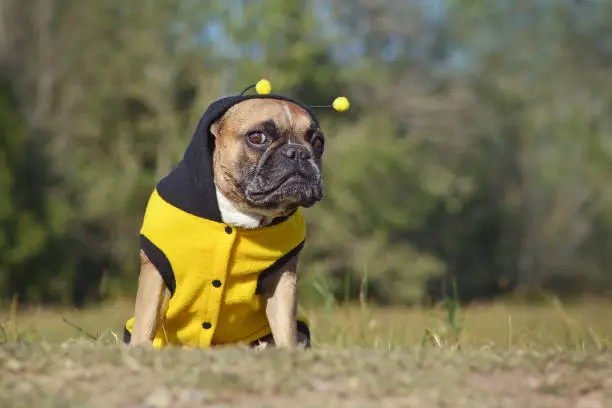 Photo of Cute and funny brown French Bulldog dog dressed up as a bee wearing a black and yellow Halloween costume with hood and antlers