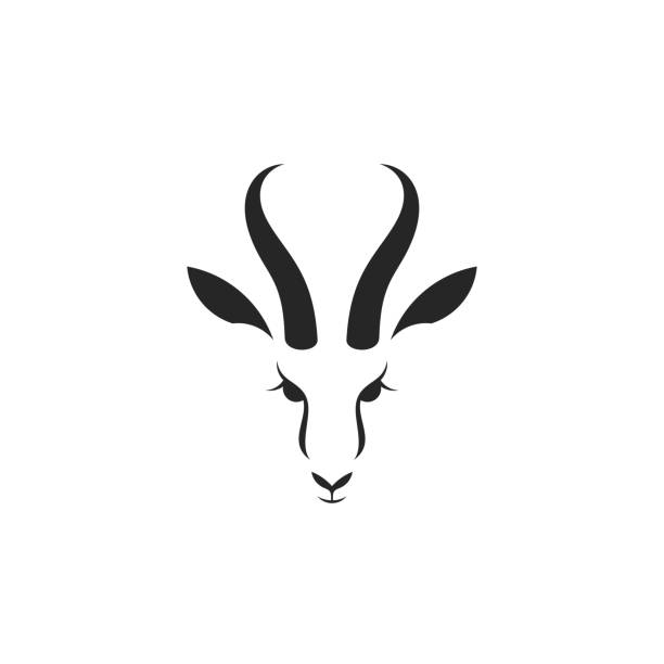 illustrazioni stock, clip art, cartoni animati e icone di tendenza di springbok antilope. animale isolato su sfondo bianco - impala