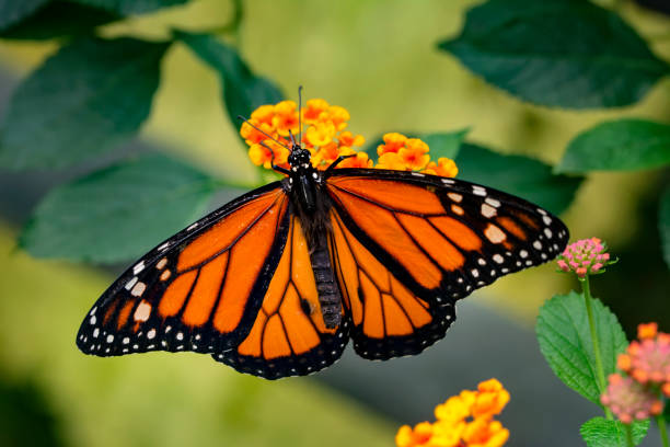 istock Monarch, Danaus plexippus, butterfly in nature habitat. 1176205131