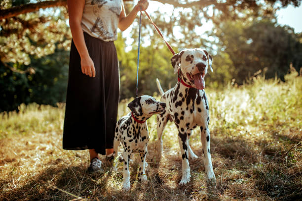 istock Young woman with dogs 1176205856