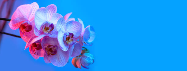 istock delicate pink Orchid with dew drops close-up on light blue background 1176205909