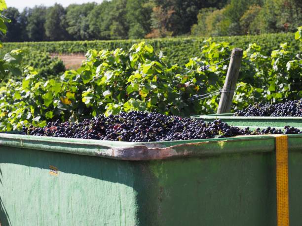 istock Harvested grapes in the vineyard 1176206012