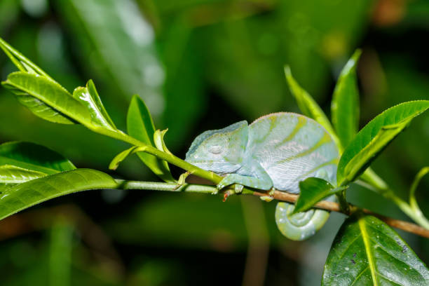 istock Parson's chameleon, madagascar wildlife 1176206214