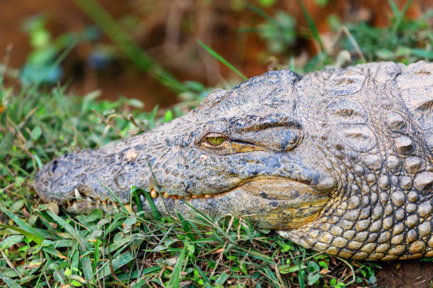 istock Crocodile, Crocodylus niloticus, Madagascar 1176206418