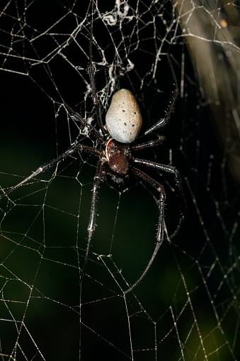 Macro, close-up of a orb weaver wrapping prey in it's web