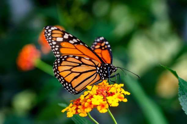 istock Monarch, Danaus plexippus, butterfly in nature habitat. 1176206884