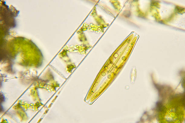 mikrgraph der pinnularia-diatom-teilung - leben im teich stock-fotos und bilder