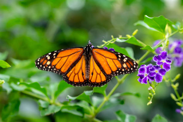 istock Monarch, Danaus plexippus, butterfly in nature habitat. 1176207590