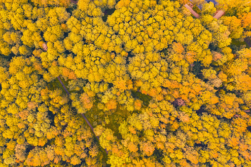 Autumn bright yellow trees in a park with hiking trails, aerial top view look down
