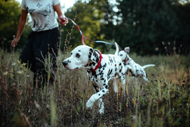 istock Young woman with dogs 1176208305