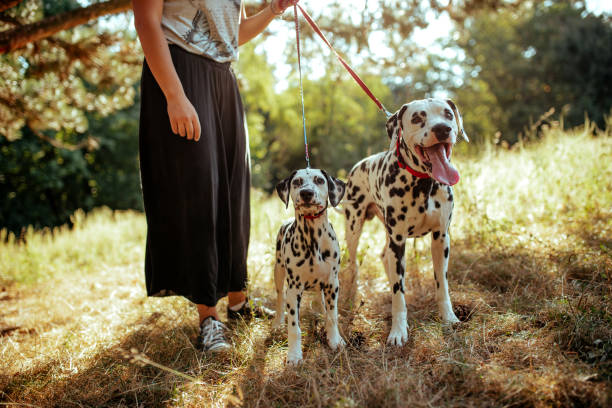 istock Young woman with dogs 1176208665