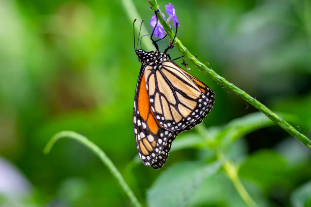 istock Monarch, Danaus plexippus, butterfly in nature habitat. 1176208933