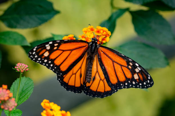 istock Monarch, Danaus plexippus, butterfly in nature habitat. 1176210364