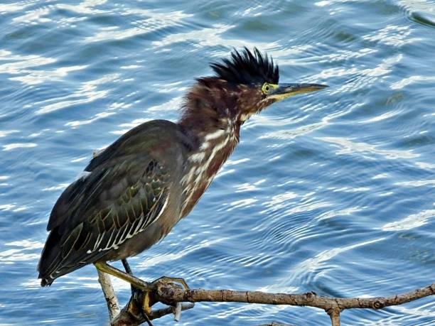 istock Green Heron (Butorides virescens) with raised crest near a lake 1176211337
