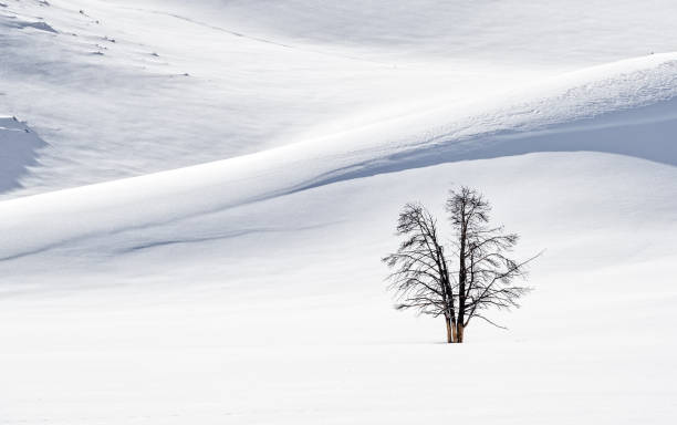 istock Snowy hillside with tree near Yellowstone River 1176212132