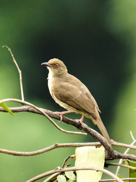 istock A Red-eyed Bulbul rests on horizontal branch 1176212823