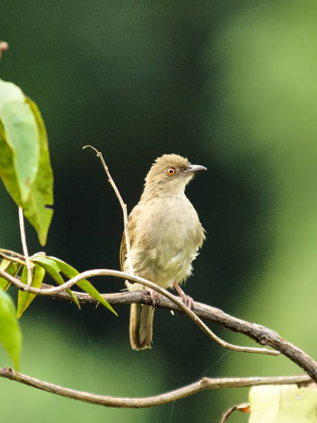 istock A Red-eyed Bulbul rests on horizontal branch 1176212841