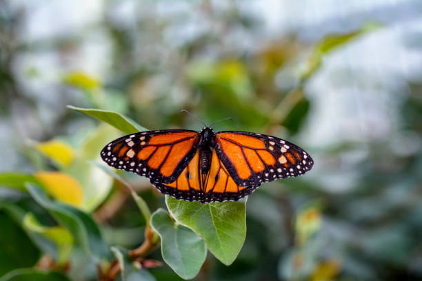 istock Monarch, Danaus plexippus, butterfly in nature habitat. 1176213768