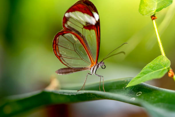 istock Glasswing Butterfly (Greta oto) in a summer garden 1176214731