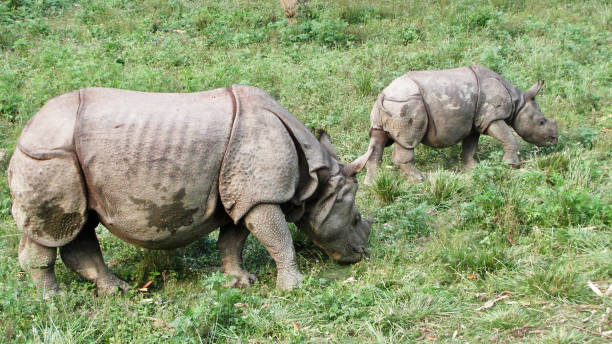 istock Rhinoceros with baby 1176214813